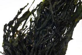 Alga wakame in foglie